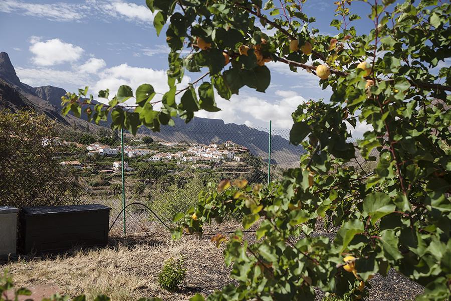 Ecotara Canary Islands Casa de hóspedes Fátaga Quarto foto